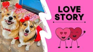 Corgi Love Story  Happy Valentines Day  Hammy and Olivia