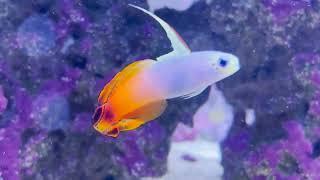 Only Fins The Firefish Goby Mooshu