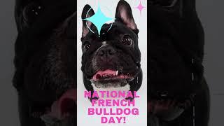 Happy National French Bulldog Day #frenchbulldog #frenchie