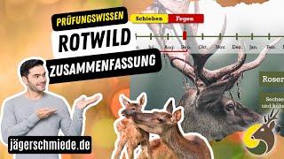 ROTWILD ZUSAMMENFASSUNG - Wissen für die Jagdprüfung