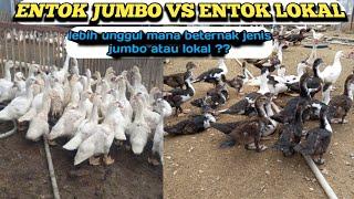 JUMBO VS LOKAL? lebih unggul mana beternak entok jumbo atau lokal