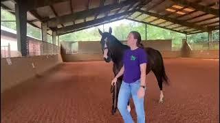 TENSAS ALL OURS leading - Adoptable Thoroughbred Gelding - New Vocations