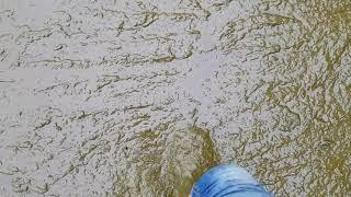 Barefoot cow slurry walk in the underpass