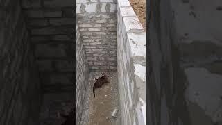 Cat makes an impressive jump to get out of a hole