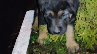 Little puppy whining in the rain under a small pine tree lost found puppy and rescued