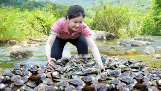 October Harvest Season -  Harvesting A Huge School of Mussel to Sell  Ella Daily Life