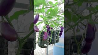 Grow eggplant in plastic bottles #v87garden #eggplant  #gardening