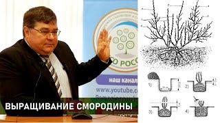 Как вырастить смородину. Посадка размножение подкормка уход болезни и вредители. Новые сорта.