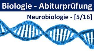 Biologie Abiturprüfung - Neurobiologie - Tipps und Aufgabentypen Abitur Biologie 516