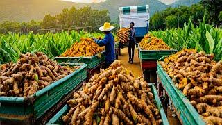 SPICES Making Process From Black Pepper Turmeric Chilli in Factory - Black Pepper Cultivation