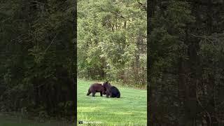 Gatlinburg Tennessee Bears Caught Wrestling