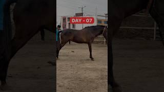 #100dayschallenge With Horses DAY - 07100  आज हमारे सहदेव को ये क्या हुआ #minivlog #viral