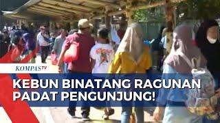 Tembus Angka 14 Ribu Orang Pengunjung Kebun Binatang Ragunan Meningkat pada Libur Lebaran