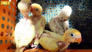 Indukan paket hemat pencetak lovebird PB CREAMINO MM