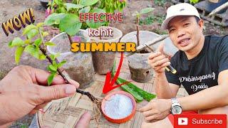 Try nyo ito effective kahit maiinit ang panahon  Bougainvillea Cuttings Propagation