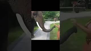 crazy elephant