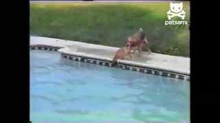 amazing dog lifeguard rescues pup - YouTube.flv