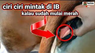 ciri ciri sapi mintak di IB kalau sudah mulai memerah