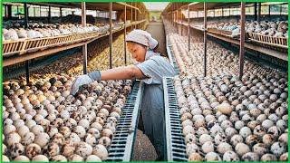 Quail Farm - How China Farmer Raised Millions Quail For MeatEggs - Quail Processing in Factory