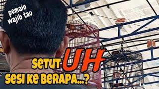 Settingan lomba murai pakai UH berapa sesi sebelum naik..? PRAKTEK LANGSUNG