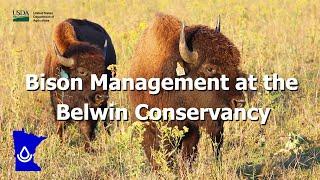 Bison Management at the Belwin Conservancy