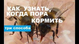 Признаки того что пора кормить пчёл зимой. Спасайте пчёл