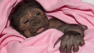 Baby Gorilla Born By Rare C-Section at San Diego Zoo Safari Park