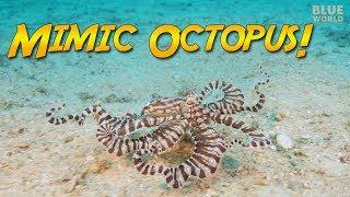 The Mimic Octopus can it REALLY impersonate other animals?