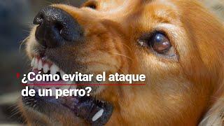 ¿Qué puedes hacer para evitar el ataque de un perro? ¡Ellos lanzan advertencias antes de morder