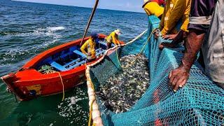 അയല മീൻ കൂട്ടത്തിൽ കാരി മീൻ കയറിMackerel Fish GALORE in Deep Sea Fishing AdventureEp-03