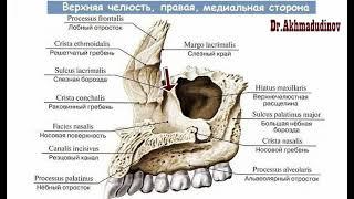 Анатомия верхней челюсти maxilla Ахмадудинов А.М.