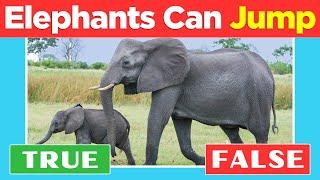 Animal Fun Facts True or False Bonanza Quiz