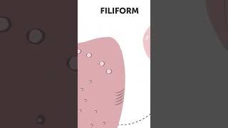 Structure And Function Of Your Tongue #shorts