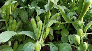 How to grow beans in the open ground