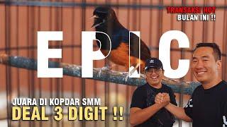  Murai Batu EPIC  Juara di Kopdar SMM  Sold Out Harganya 3 Digit