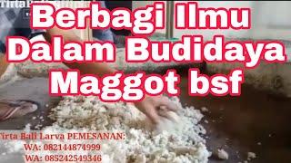 Pemindahan Babby Larva Ke Biopon Pembesaran  Tirta Bali Larva