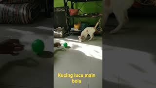 kucing main bola