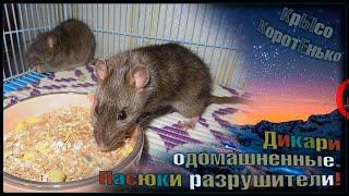 Содержание диких крыс дома или пасюки разрушители  Мыша и Муша.  Wild RatsДикие Крысы 