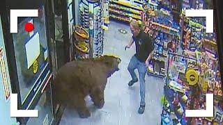 Unexpected Wild Bear Encounters Caught On Camera