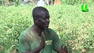 AYEKOO UP-CLOSE WITH  TOMATOES FARMER AT AGOGO