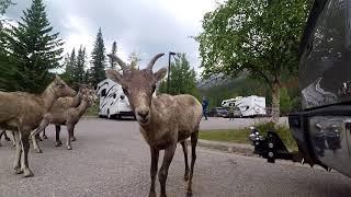 Miette Hotsprings