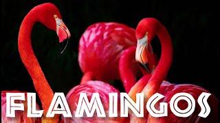 All About Flamingos for Kids Animal Videos for Children - FreeSchool