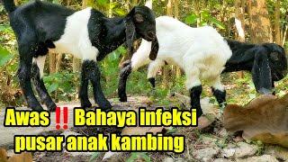 Awas‼️ infeksi pusar cempe berakibat kaku dan matiSoal perawatan pusar anak kambing