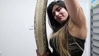 The wife with our large 10 year old female Sumatran Short Tail Python