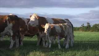 Irish Simmental The Complete Beef Breed
