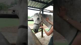 Horse Massage #1.5