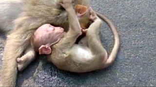 Baby monkey wails and weeps over the body of dead mother