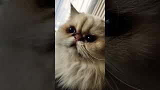 Kedi Videoları - Cat Videos - Virgin in Kardeşi Flufy Parmağımı Her Uzattığımda Kokluyor. ️