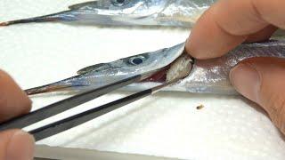 魚のエラに付いた寄生虫を取り出してアリの巣に投入