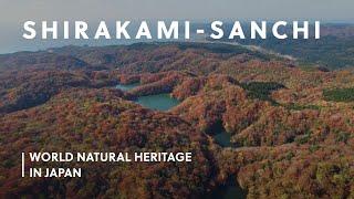 Shirakami-Sanchi Forest of Gods  World Natural Heritage in Japan